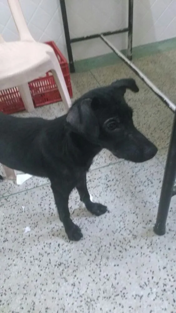 Cachorro ra a SRD idade 7 a 11 meses nome Max