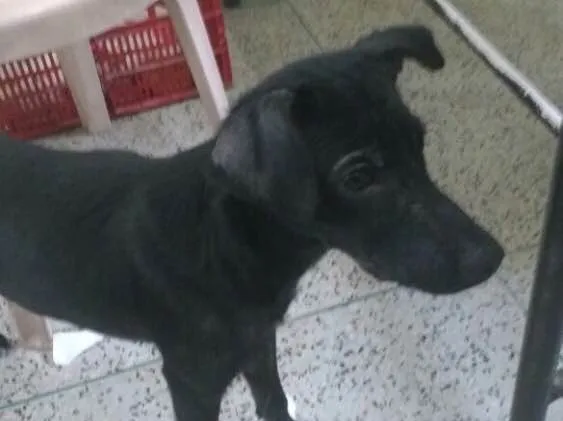 Cachorro ra a SRD idade 7 a 11 meses nome Max