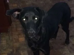 Cachorro raça SRD idade 7 a 11 meses nome Max