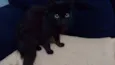 Preta