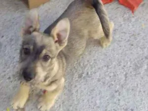 Cachorro raça Schnauzer mestiço  idade 2 a 6 meses nome Timbira