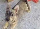 Cachorro raça Schnauzer mestiço  idade 2 a 6 meses nome Timbira