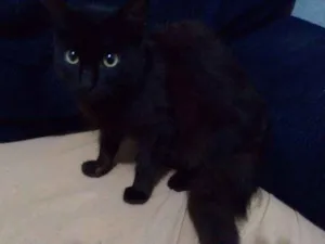 Gato raça Não sei idade 1 ano nome Preta