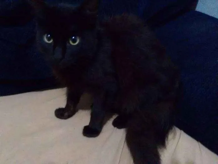 Gato ra a Não sei idade 1 ano nome Preta
