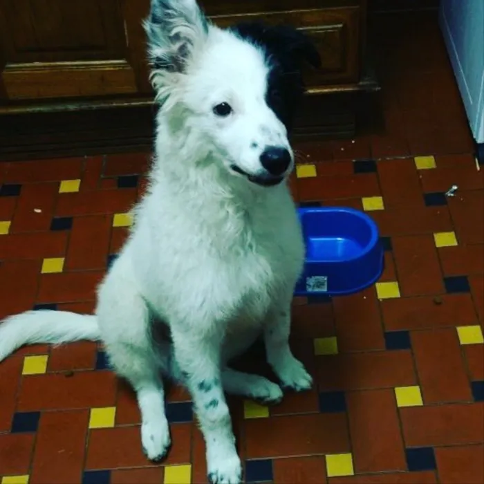 Cachorro ra a Border Coile e SRD idade 7 a 11 meses nome Jack e Lili
