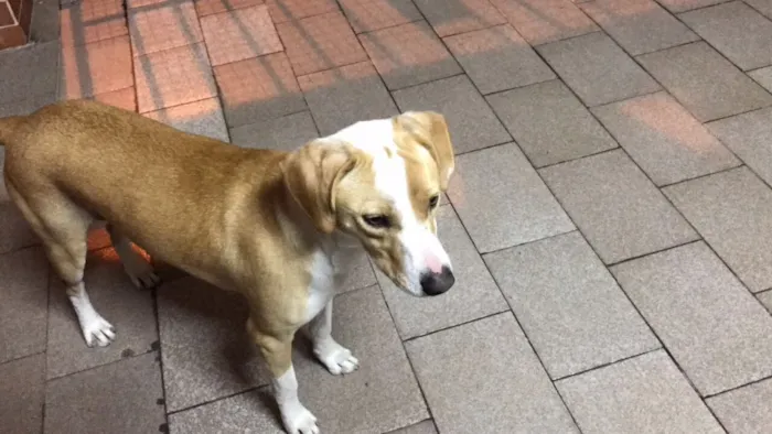 Cachorro ra a Border Coile e SRD idade 7 a 11 meses nome Jack e Lili