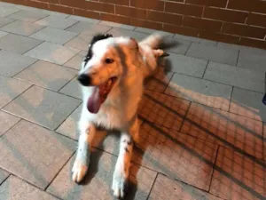 Cachorro raça Border Coile e SRD idade 7 a 11 meses nome Jack e Lili
