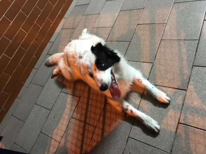 Cachorro ra a Border Coile e SRD idade 7 a 11 meses nome Jack e Lili