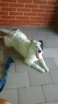 Jack e Lili