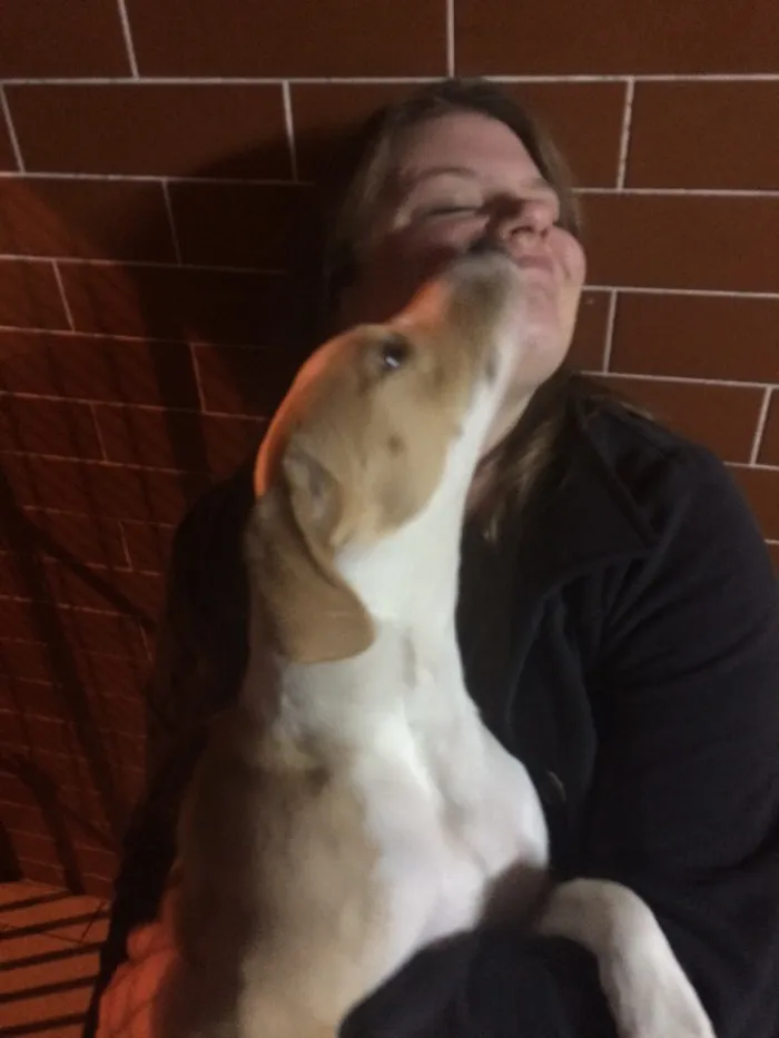 Cachorro ra a Border Coile e SRD idade 7 a 11 meses nome Jack e Lili