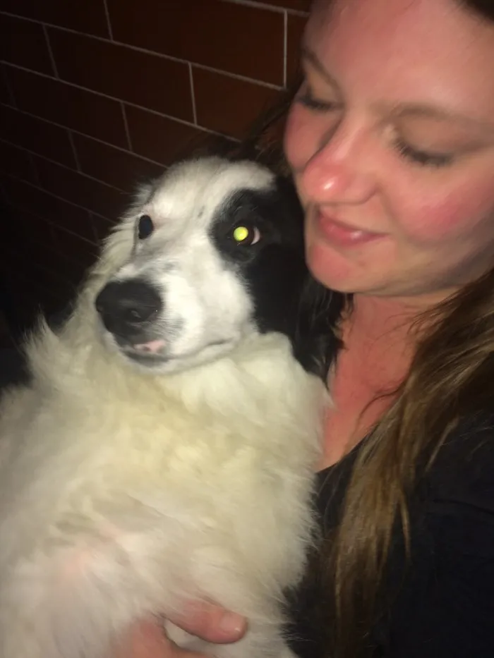 Cachorro ra a Border Coile e SRD idade 7 a 11 meses nome Jack e Lili