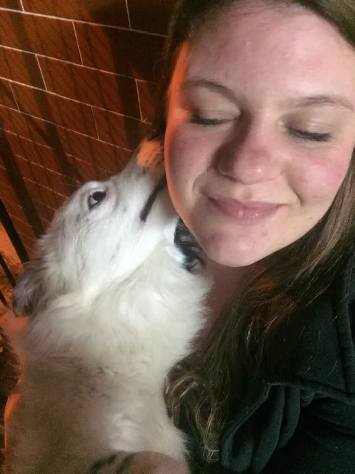Cachorro ra a Border Coile e SRD idade 7 a 11 meses nome Jack e Lili