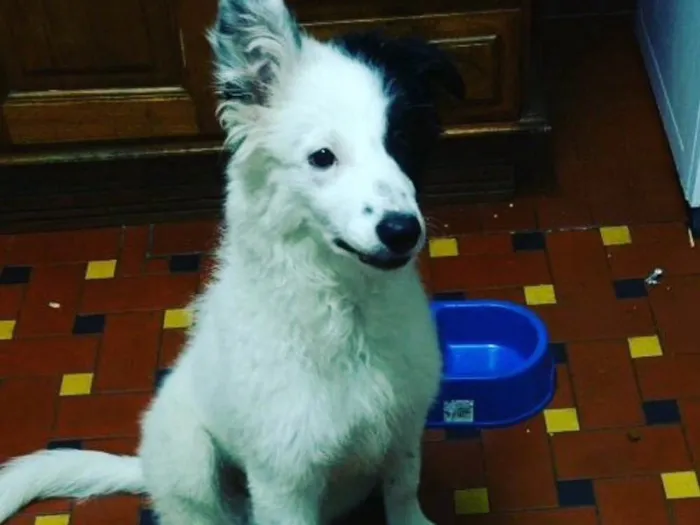 Cachorro ra a Border Coile e SRD idade 7 a 11 meses nome Jack e Lili
