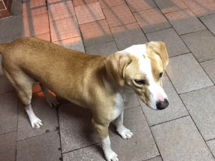 Cachorro ra a Border Coile e SRD idade 7 a 11 meses nome Jack e Lili