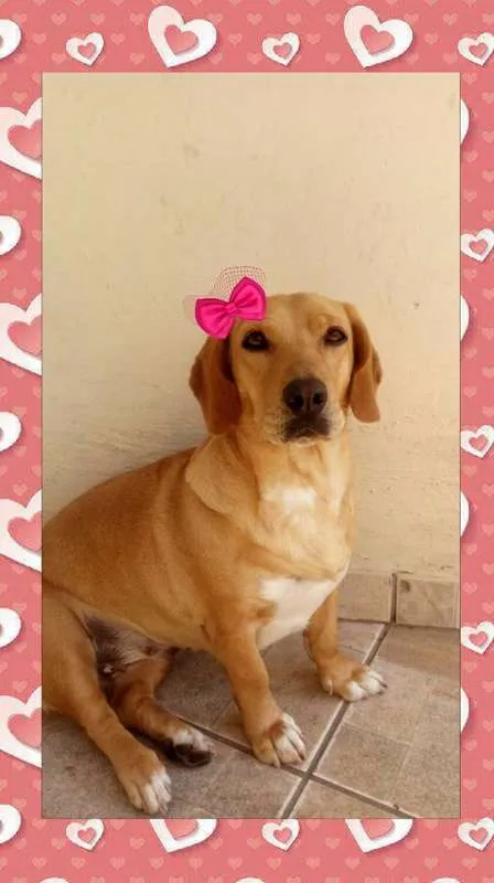 Cachorro ra a mestiça basset hound idade 1 ano nome Angelina
