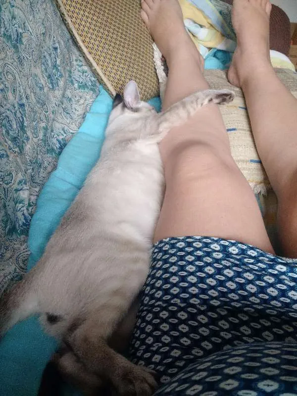 Gato ra a SRD idade 7 a 11 meses nome Thor