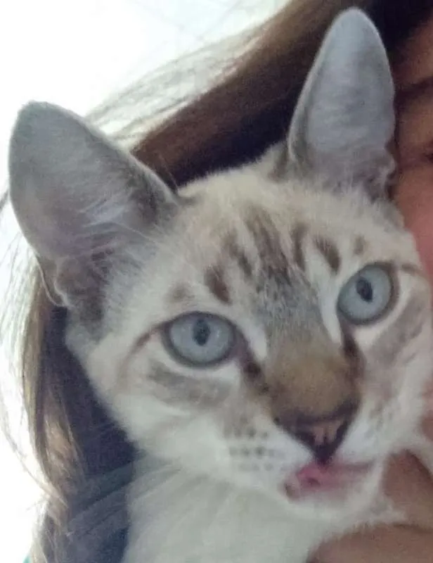Gato ra a SRD idade 7 a 11 meses nome Thor