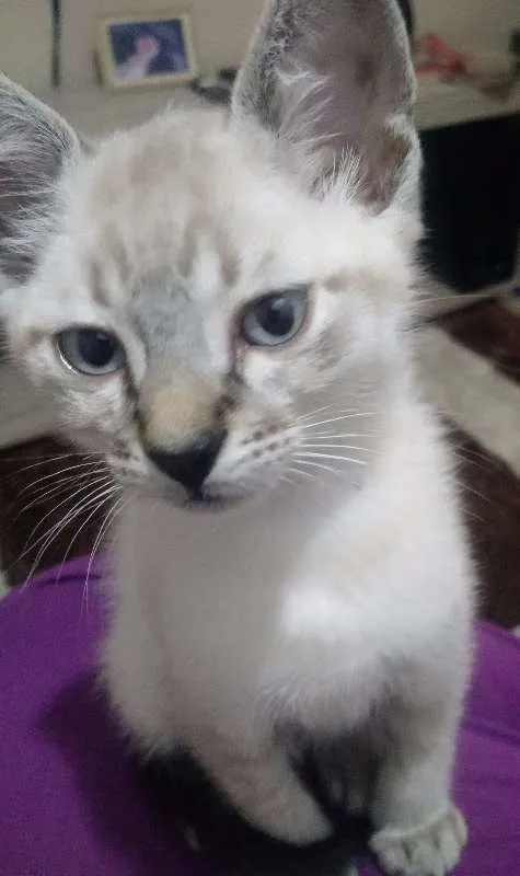 Gato ra a SRD idade 7 a 11 meses nome Thor