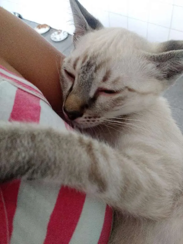 Gato ra a SRD idade 7 a 11 meses nome Thor