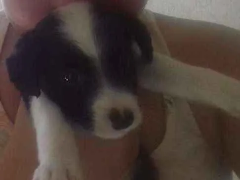 Cachorro ra a Poodle com cookdle  idade Abaixo de 2 meses nome Mily