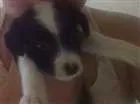 Cachorro raça Poodle com cookdle  idade Abaixo de 2 meses nome Mily