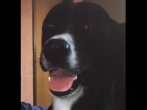 Cachorro raça Vira lata porte Grande idade 2 anos nome Zara