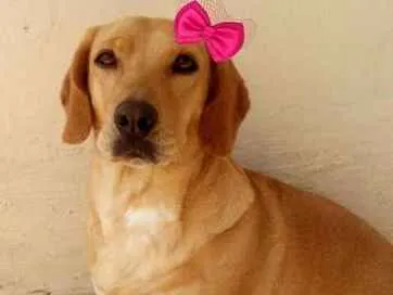 Cachorro ra a mestiça basset hound idade 1 ano nome Angelina