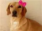 Cachorro raça mestiça basset hound idade 1 ano nome Angelina