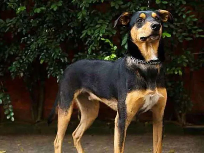 Cachorro ra a srd idade 1 ano nome Baruk