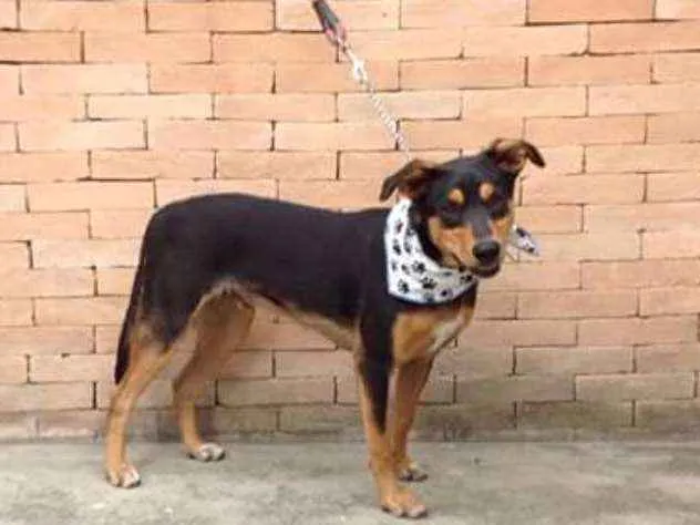 Cachorro ra a srd idade 1 ano nome Baruk