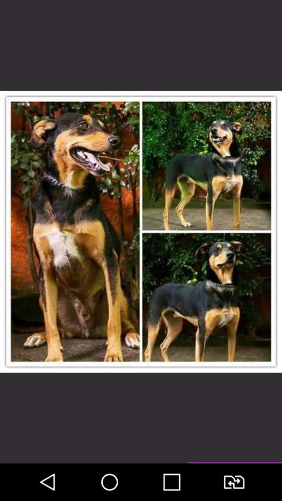 Cachorro ra a srd idade 1 ano nome Baruk