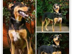 Cachorro raça srd idade 1 ano nome Baruk