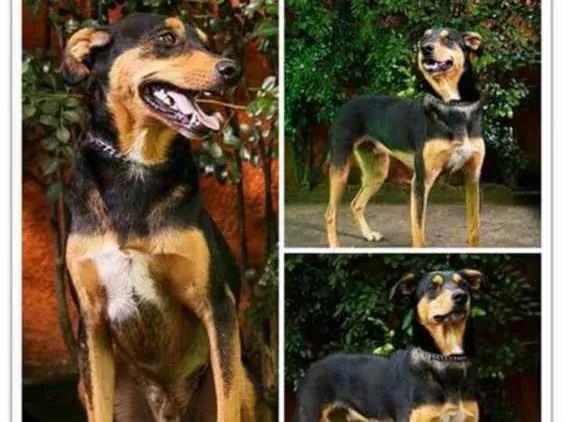 Cachorro ra a srd idade 1 ano nome Baruk