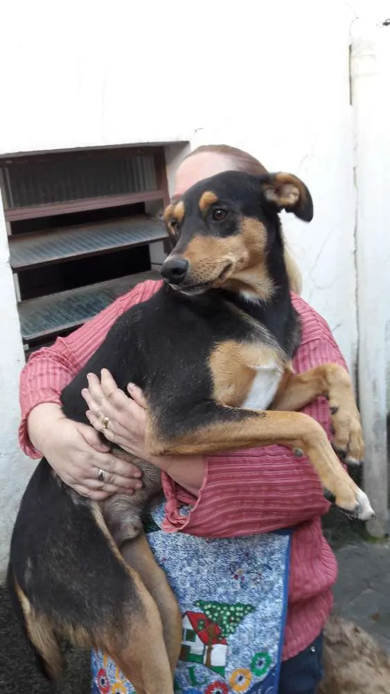 Cachorro ra a srd idade 1 ano nome Baruk