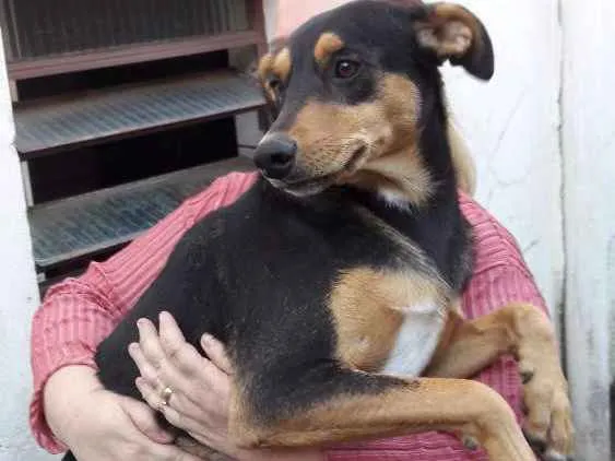 Cachorro ra a srd idade 1 ano nome Baruk