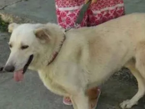 Cachorro raça Pastor Branco (SRD) idade 4 anos nome Ursão