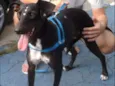 Estrela
