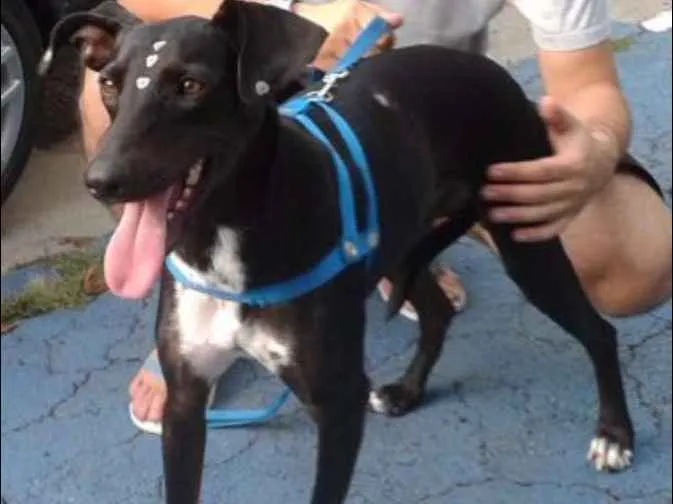 Cachorro ra a SRD idade 4 anos nome Estrela