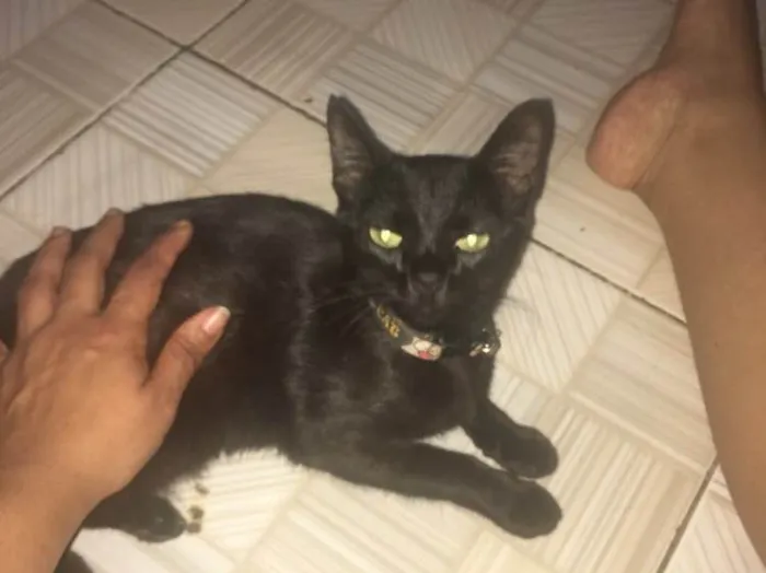 Gato raça Vira lata  idade 2 a 6 meses nome Marisquinha