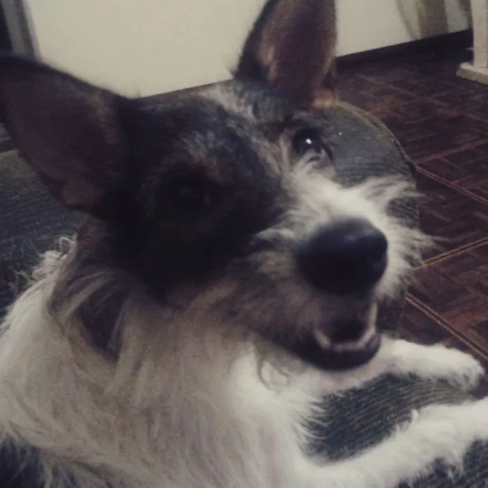 Cachorro ra a Srd idade 3 anos nome Meg