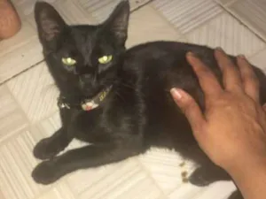 Gato raça Vira lata  idade 2 a 6 meses nome Marisquinha