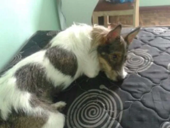 Cachorro ra a Srd idade 3 anos nome Meg