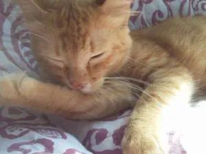 Gato raça Indefinido idade 2 a 6 meses nome Gatinho