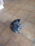 Pancinha