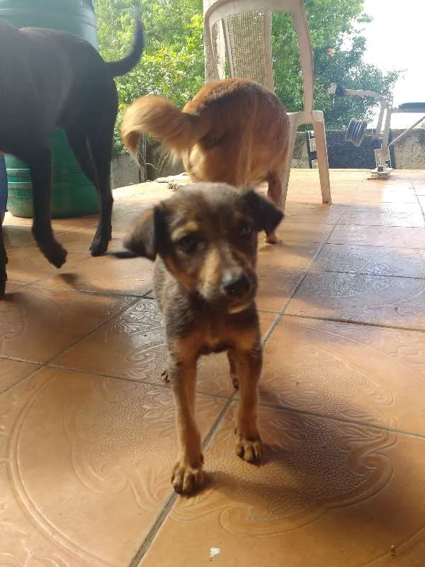 Cachorro ra a indefinida idade 2 a 6 meses nome Pancinha