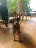 Pancinha