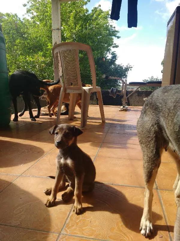 Cachorro ra a indefinida idade 2 a 6 meses nome Pancinha