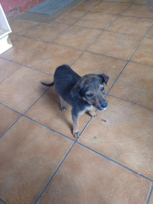 Cachorro ra a indefinida idade 2 a 6 meses nome Pancinha