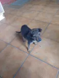 Pancinha