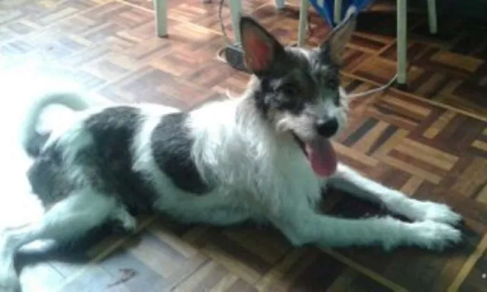Cachorro ra a Srd idade 3 anos nome Meg